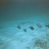  Lighthouse Reef, Belize